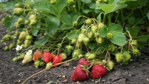 Tout ce que vous devez savoir sur les fraises du jardin