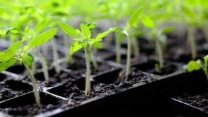 All about soil for tomato seedlings