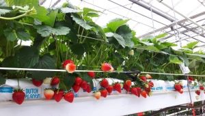 Alles über hydroponische Erdbeeren