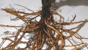 Vše o kořenovém systému hroznů