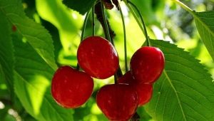 Alt om moniliosis kirsebær