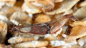 All about food moth