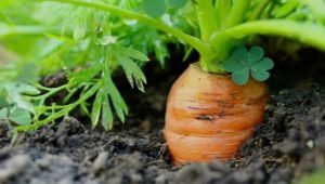 Tutto su come piantare carote a maggio
