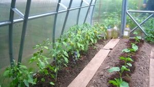 Alt om at plante peberfrugter i et drivhus