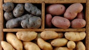 Tutto sulla temperatura di conservazione delle patate
