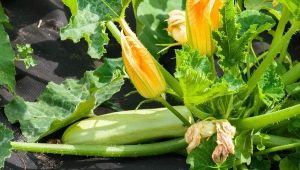 Alt om dyrkning af zucchini