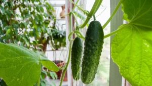Alles over het kweken van komkommers op het balkon