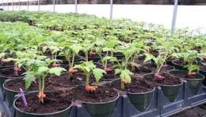 Alt om dyrkning af tomatfrøplanter