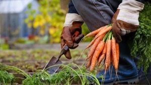 Alles über das Ernten von Karotten