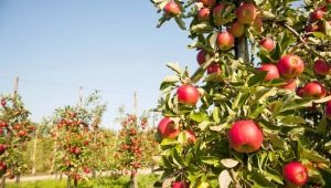 Alles over de zorg voor een zuilvormige appelboom
