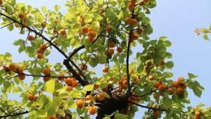 Cultiver des abricots dans la région de Moscou