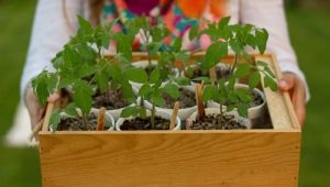 Growing tomato seedlings without picking at home