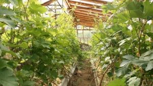 Pěstování hroznů ve skleníku
