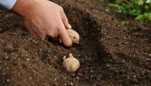 Legge sulla semina delle patate