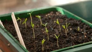 Quanti giorni germoglia il peperone e cosa fare in caso di scarsa germinazione?