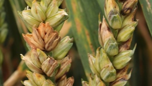 Co je to pšeničné fusarium a jak nemoc léčit?