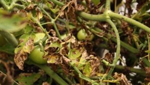 ¿Qué es el tomate fusarium y cómo tratar el cultivo?