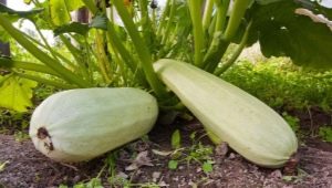 Hvordan planter man zucchini?