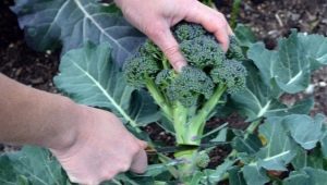Hvordan dyrker man broccoli?