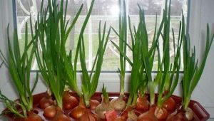 كيف ينمو البصل الأخضر على حافة النافذة؟