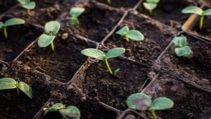 ¿Cuándo y cómo plantar pepinos para plántulas?