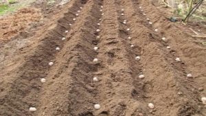 Wie weit Kartoffeln pflanzen?