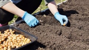 Planter des oignons avant l'hiver
