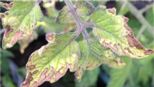 The causes of chlorosis on tomatoes and its treatment