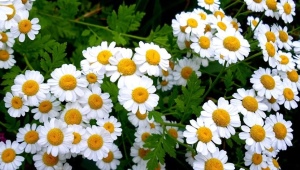 All about the Roman chamomile