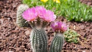 All about echinocereus