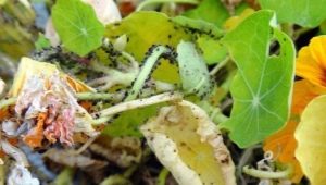 Boli și dăunători ai nasturtiumului