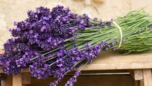 How is sage different from lavender?