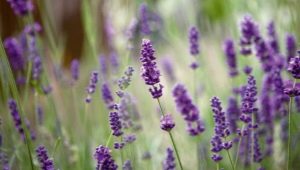 Wie verpflanzt man Lavendel?