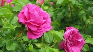 Hoe plant je een roos op een rozenbottel?