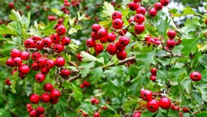 What does common hawthorn look like and how to grow it?