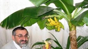 Wie baut man eine Banane zu Hause an?