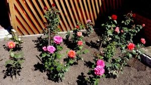 Wie groß sollte der Abstand zwischen den Rosen beim Einpflanzen in den Boden sein?