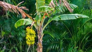 Hvad er bananpalmer, og hvordan dyrker man dem?