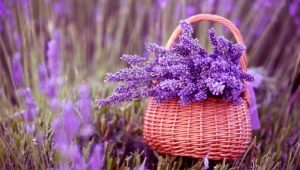 Was ist Lavendel und wie wird er angebaut?