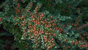 Horisontal cotoneaster og dens dyrkning