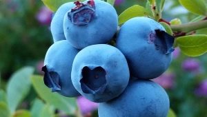 Variétés de bleuets à gros fruits
