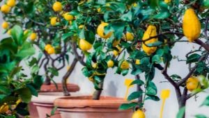 Caractéristiques du citronnier et de sa culture