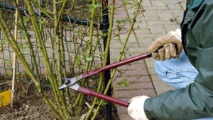 Features of pruning a climbing rose