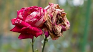 Warum vertrocknet die Rose und was tun?