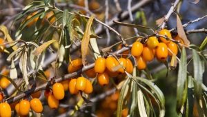 Perché le foglie di olivello spinoso ingialliscono e cosa fare al riguardo?
