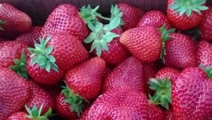 Variétés de fraises tardives