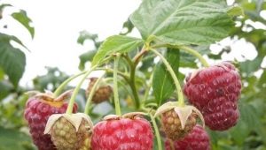 Tidlige sorter af remontant hindbær