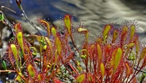 Varieties of sundew and its cultivation