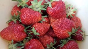 Les plus grandes variétés de fraises