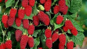 De største og sødeste sorter af hindbær